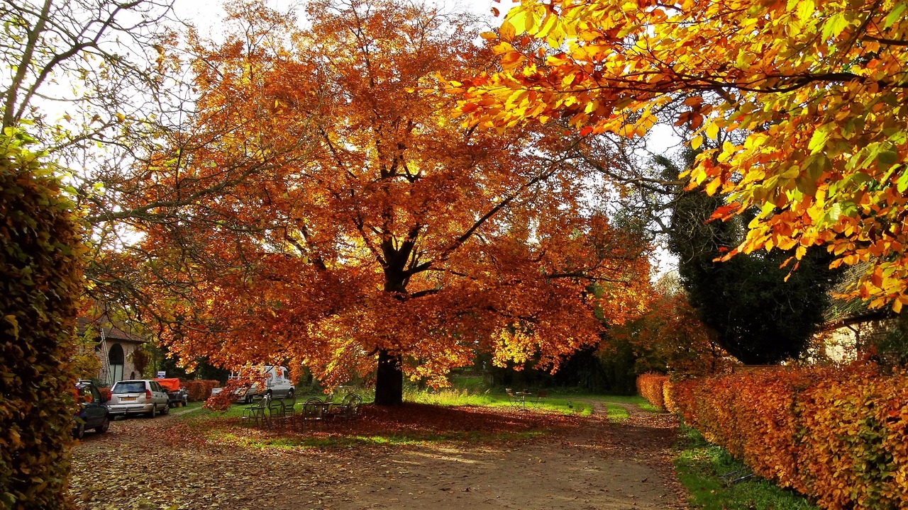 Herfst door Annie Hendriks4